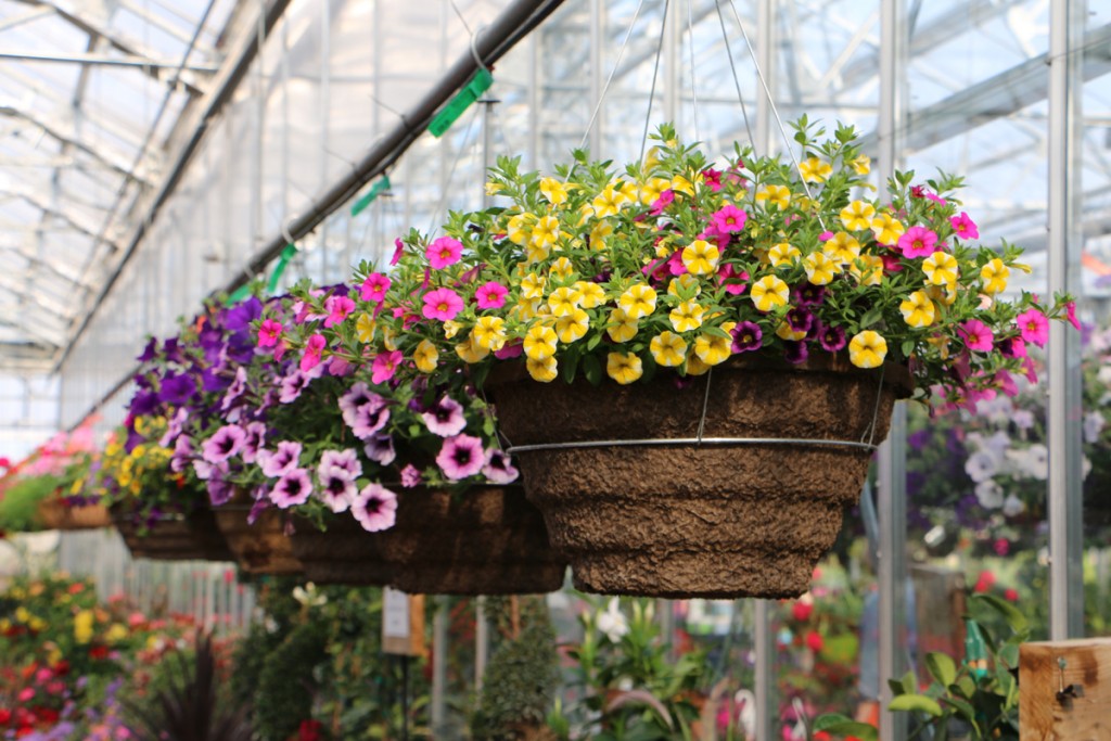 Purchase a beautiful hanging basket from Gensler Gardens at Rosecrance Flower Day.